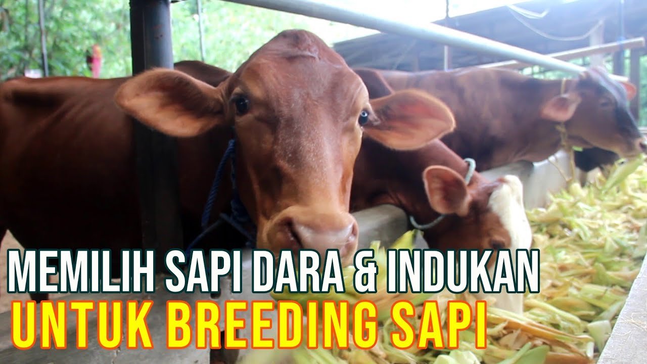
                                 Cara-Memilih-Sapi-Betina-Dara-Indukan-Untuk-Breeding